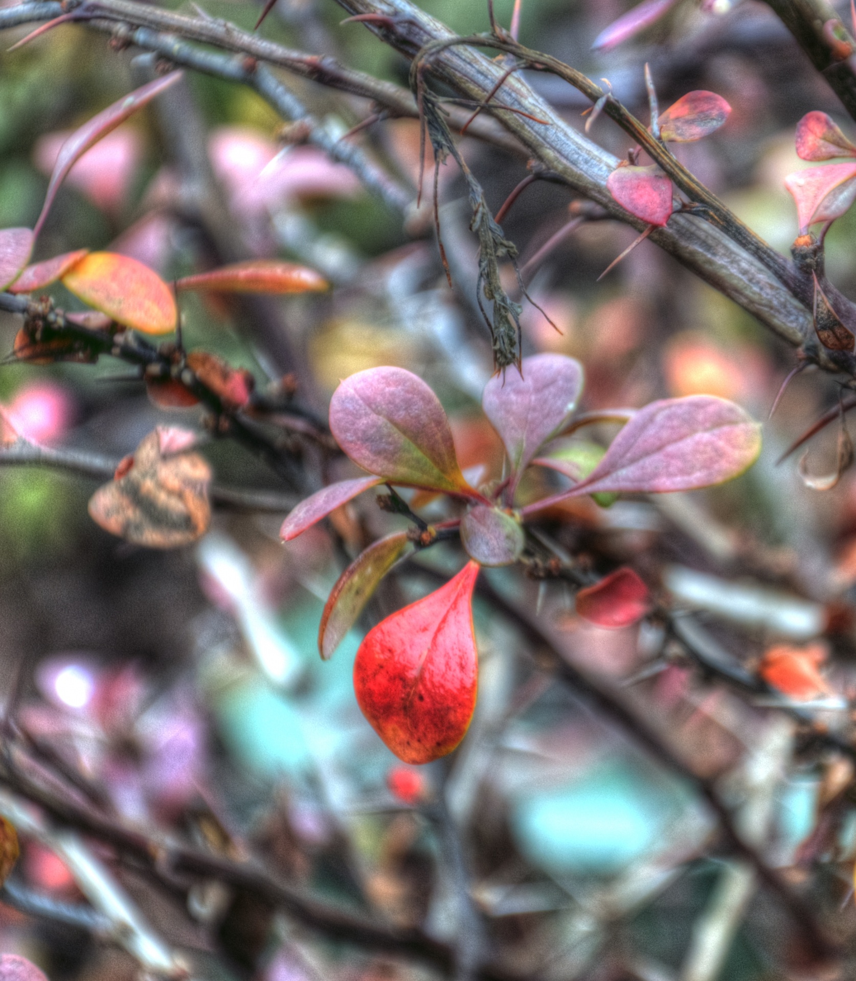 fall autumn leaves free photo