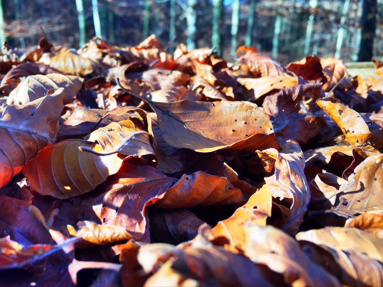 fall leaves leaves fall color free photo