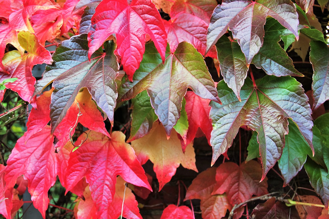 fall leaves autumn colours colors of autumn free photo