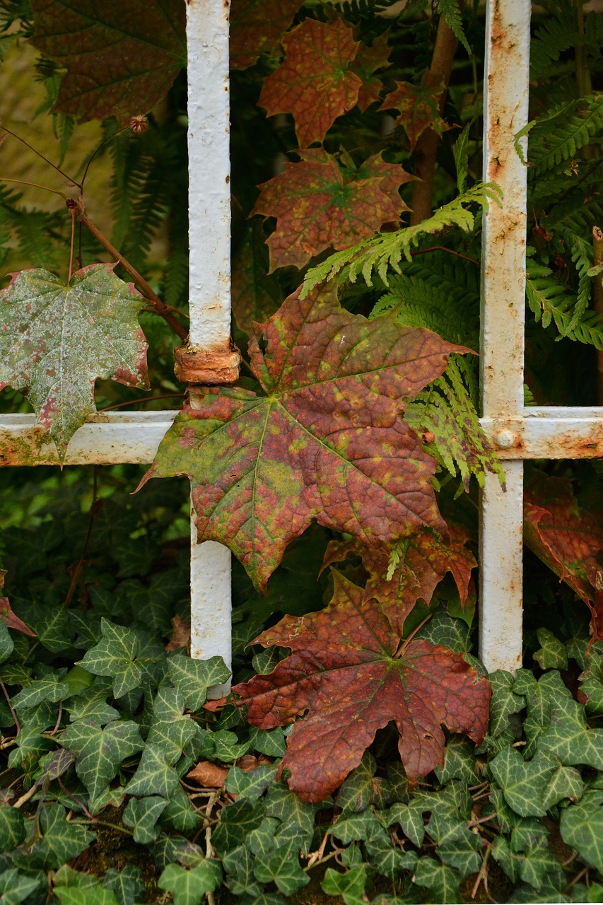 fall leaves fall foliage fall color free photo