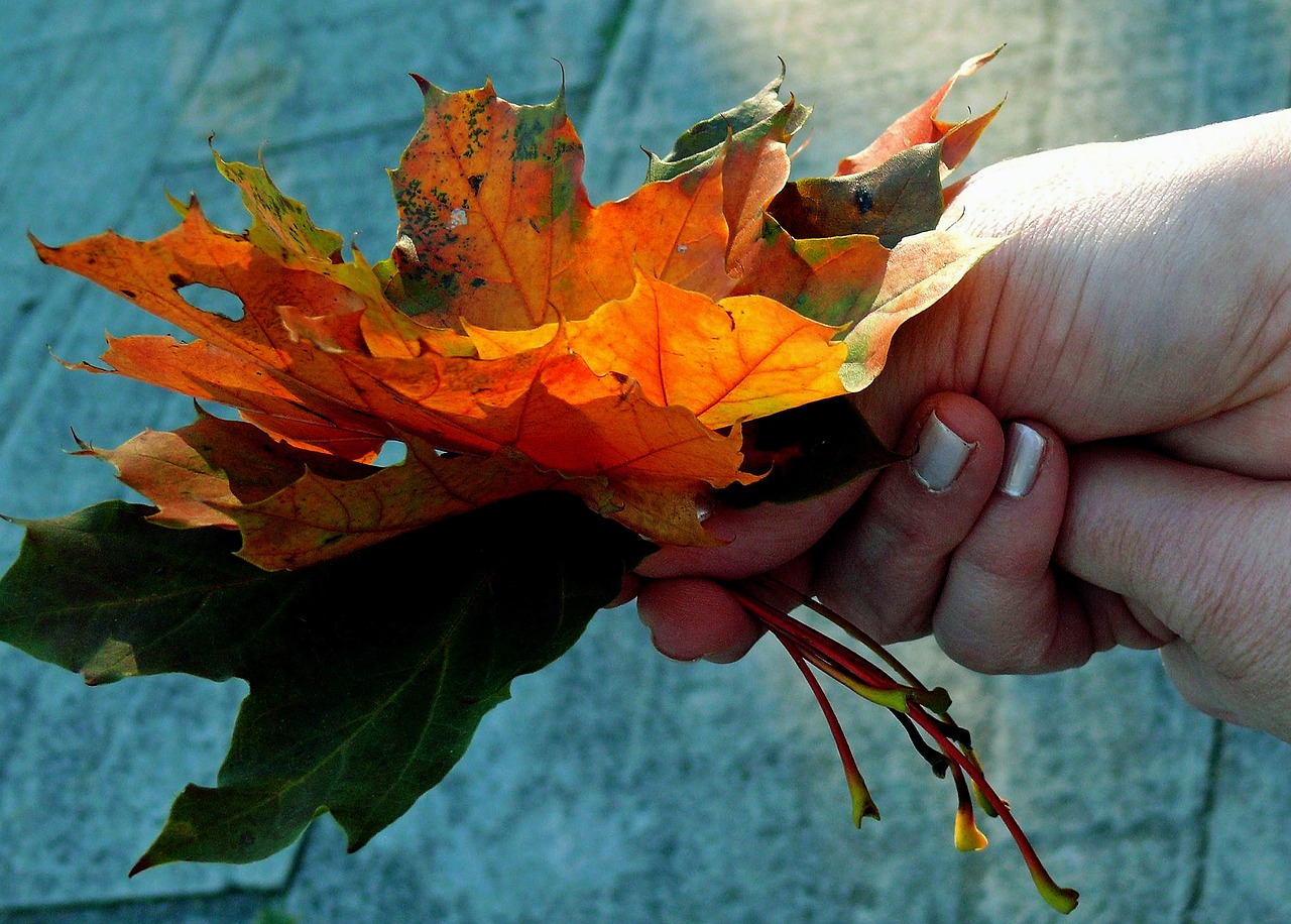 fall leaves autumn colours fall foliage free photo