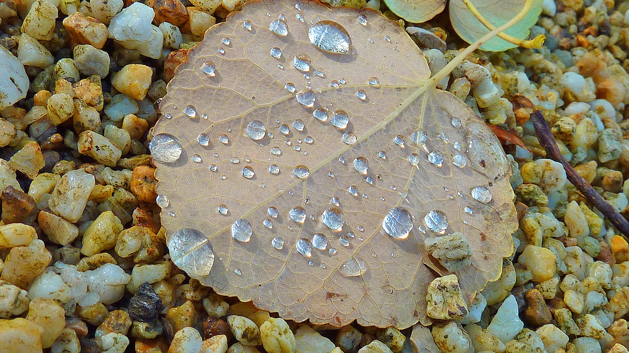 fall leaves autumn autumn leaf free photo