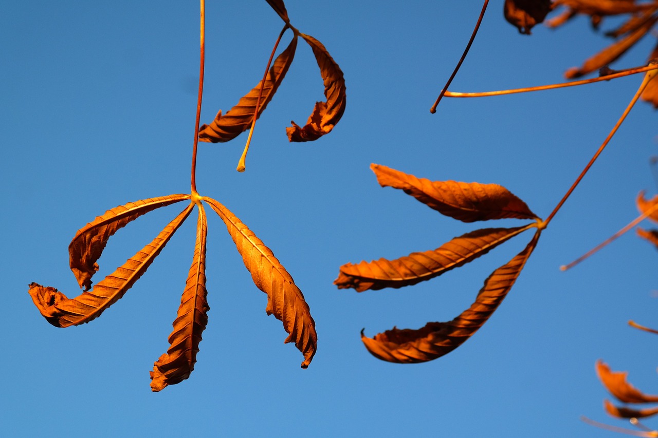 fall leaves gold autumn colours free photo