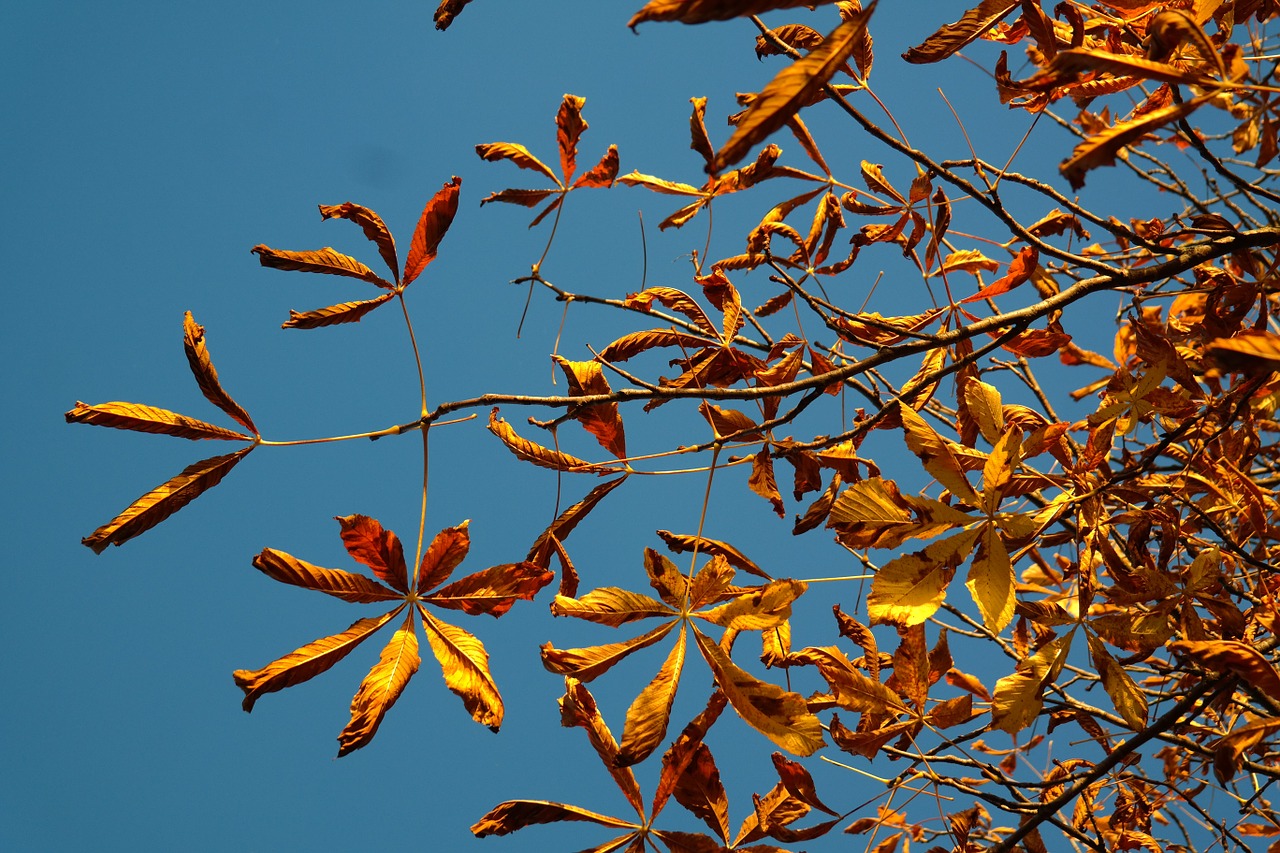 fall leaves gold autumn colours free photo