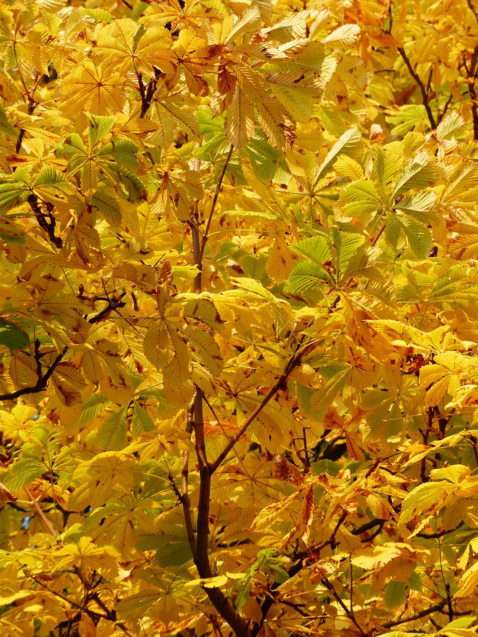 fall leaves golden rays free photo