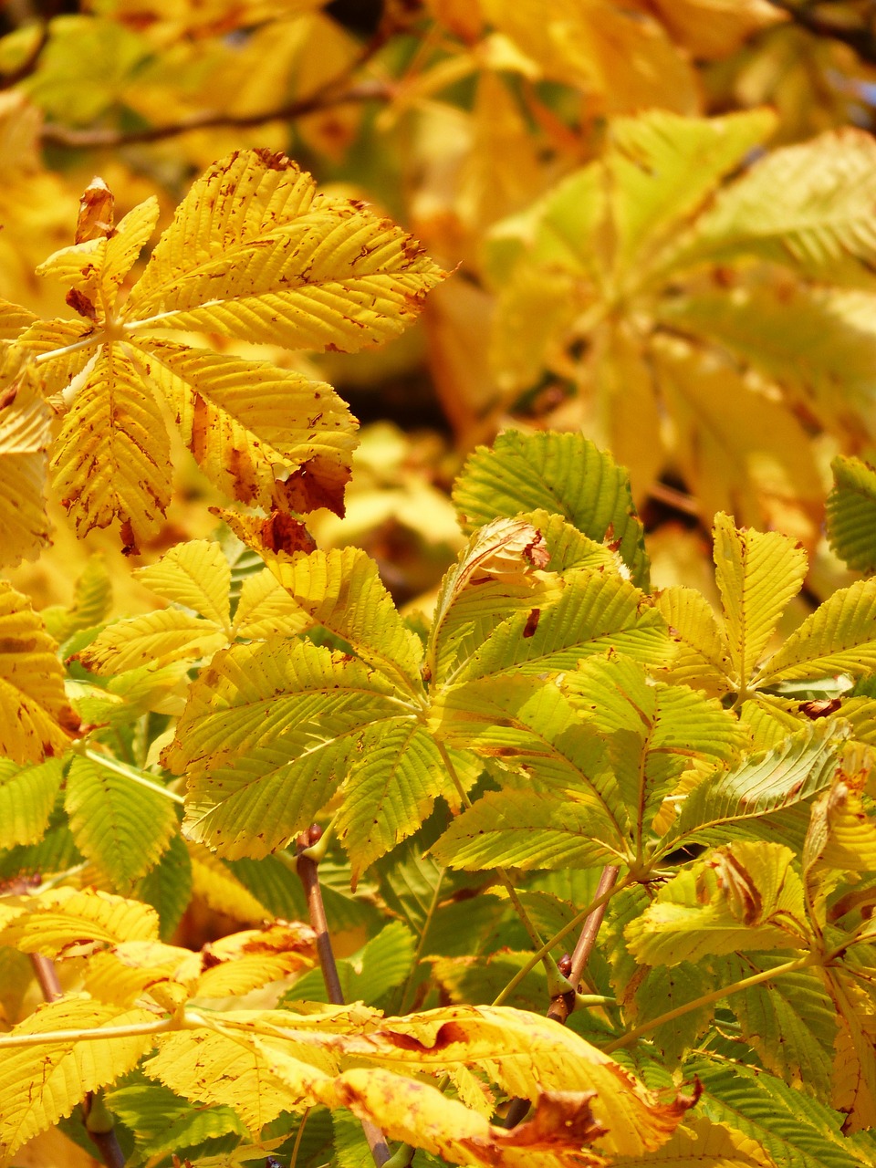 fall leaves golden rays free photo