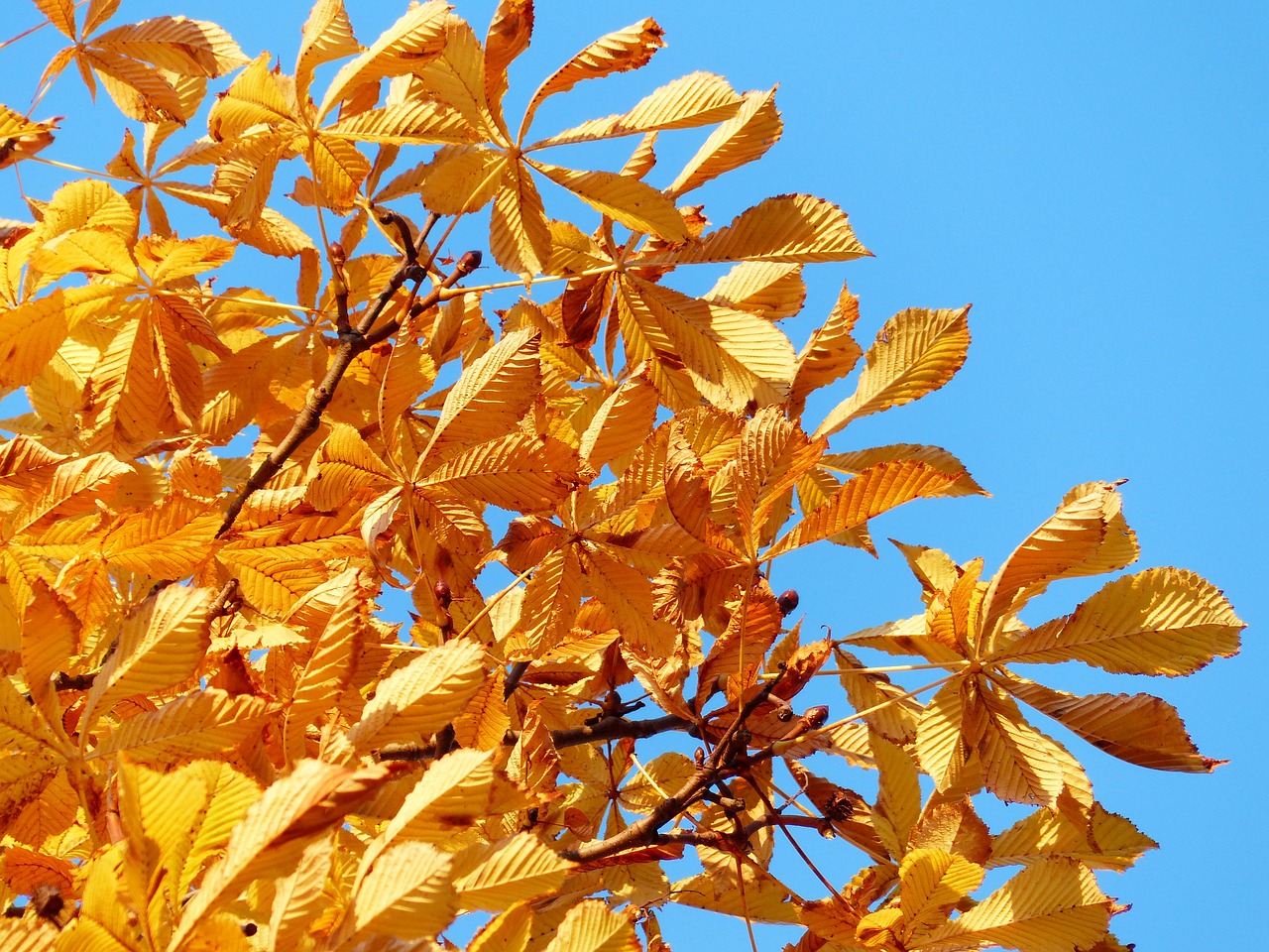 fall leaves golden rays free photo