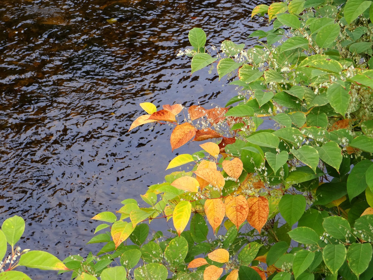 fall leaves autumn leaves free photo