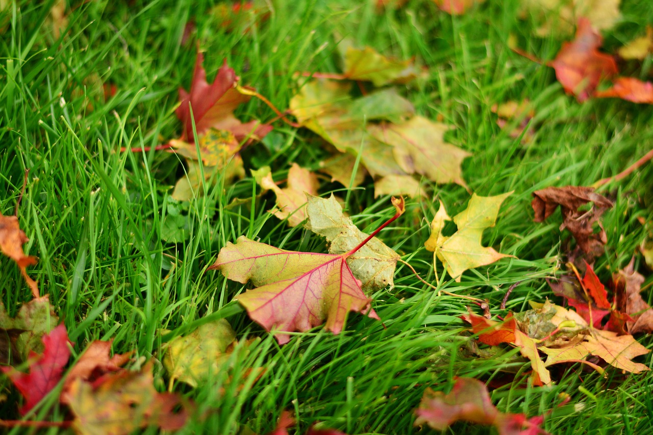 fall leaves maple leaves maple free photo