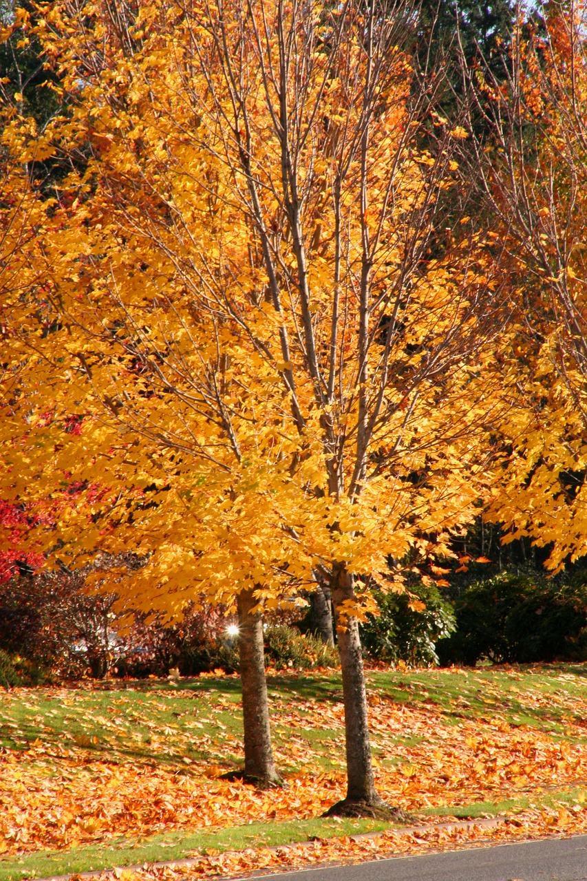 fall leaves orange trees free photo