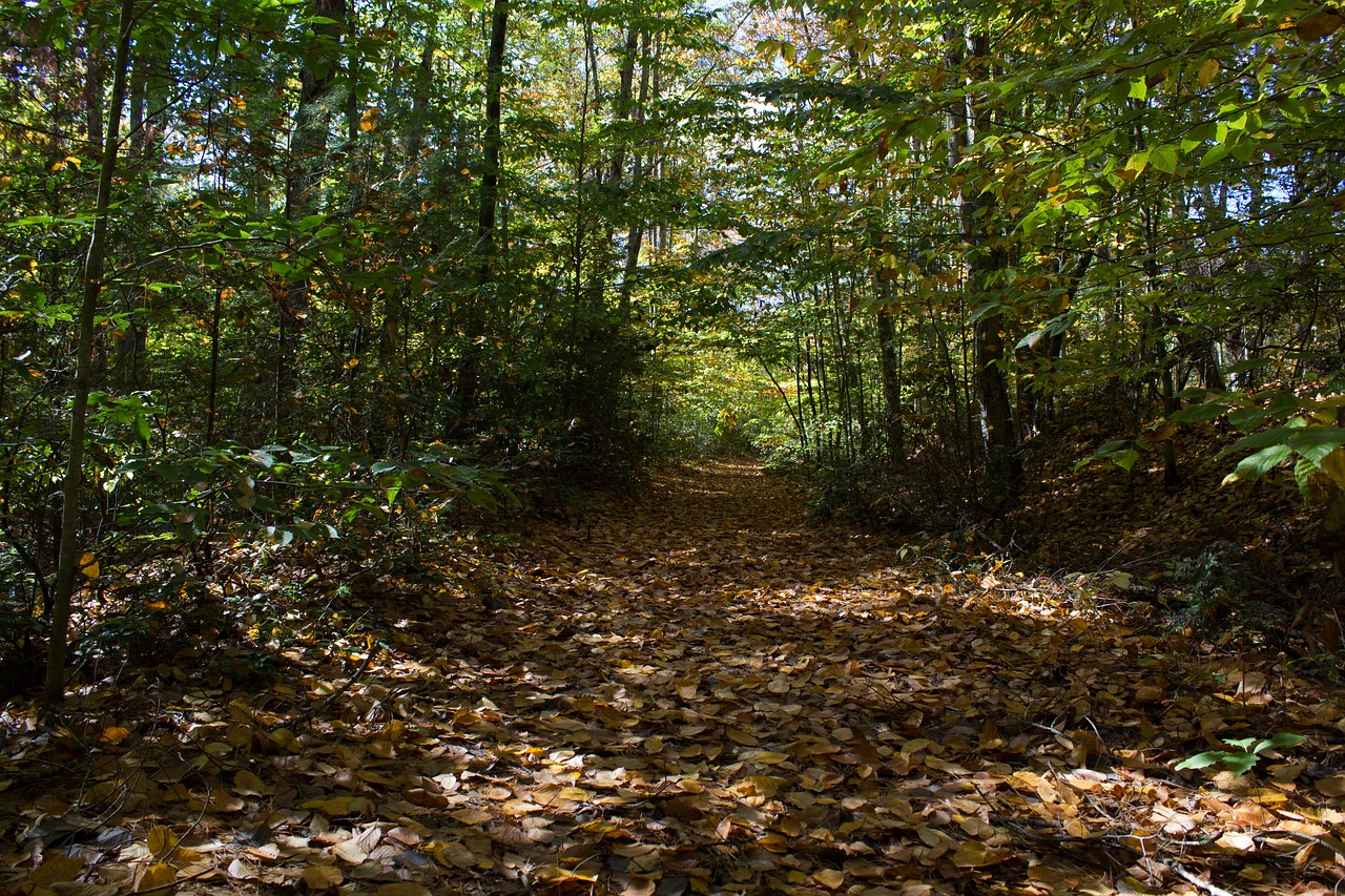 fall leaves path forest free photo