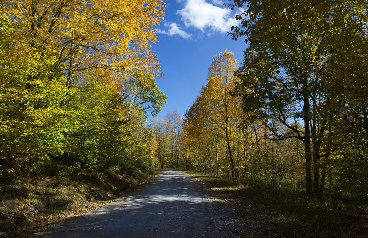 fall leaves trail fall free photo