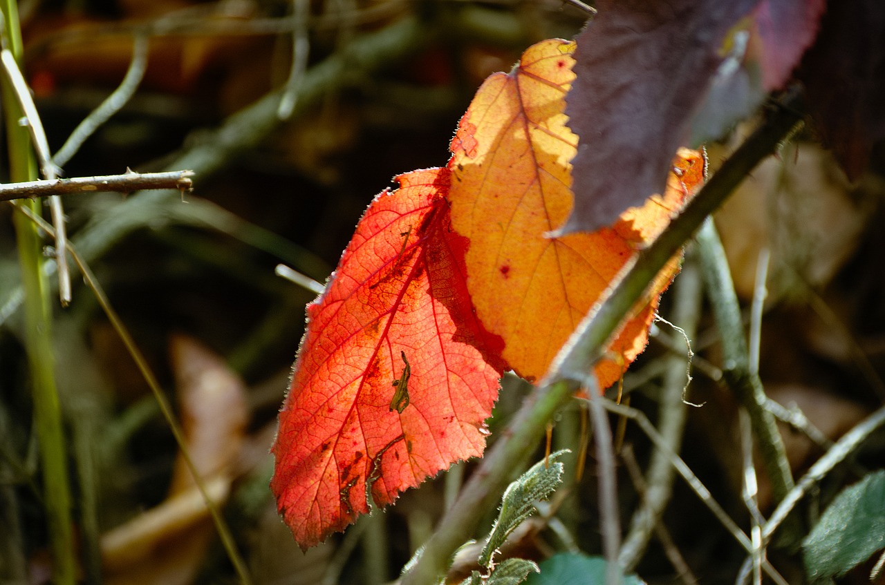 fall leaves leaves fall foliage free photo