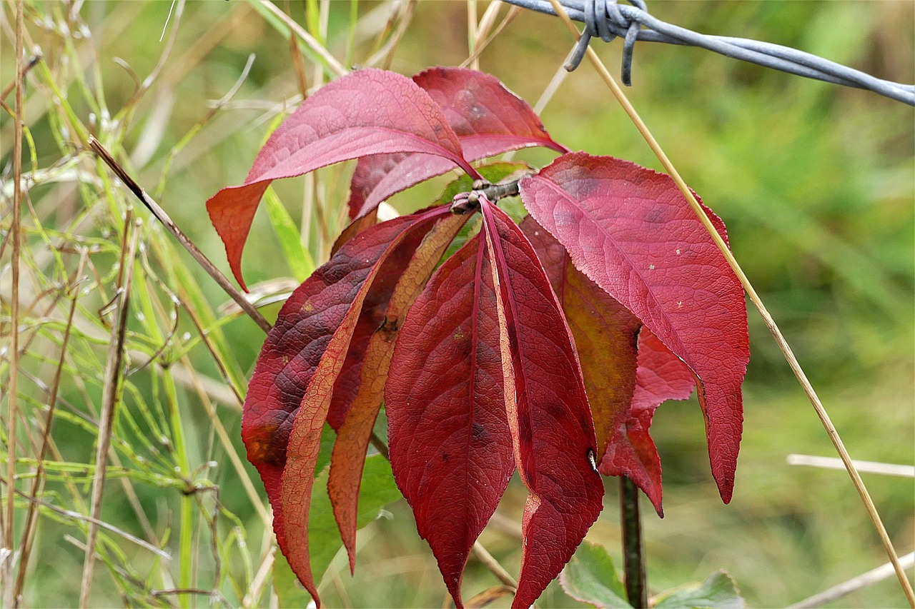 fall leaves red fall color free photo