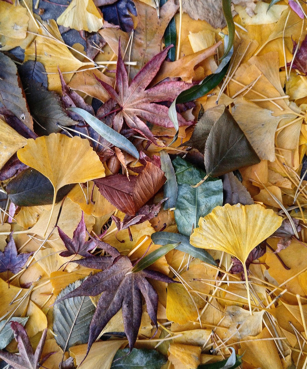 fall leaves  ginkgo  japanese maple free photo