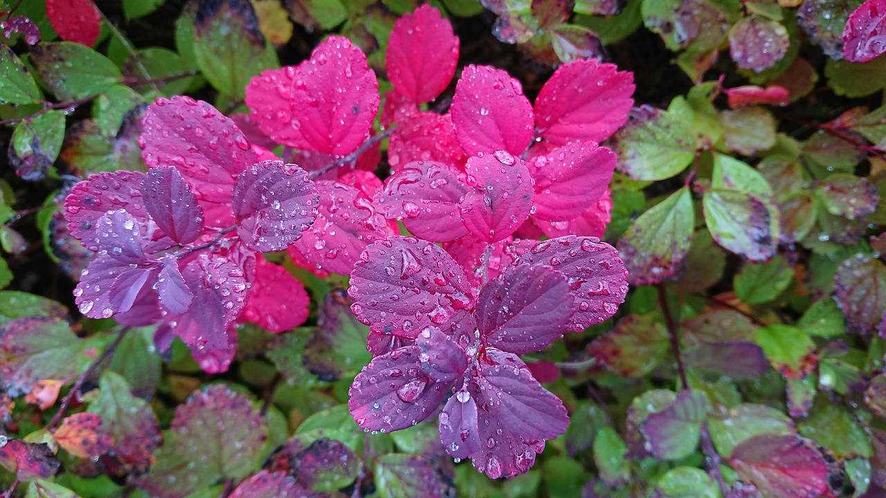 fall leaves  autumn leaves  autumn colours free photo