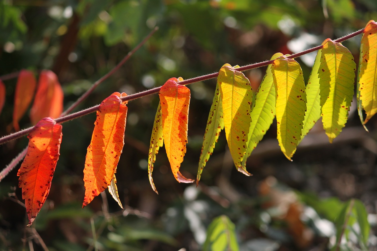 fall leaves  fall foliage  autumn colours free photo