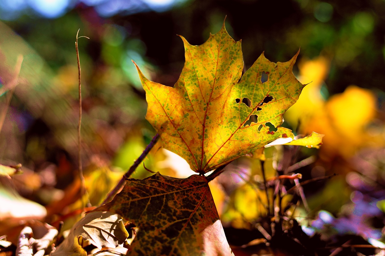 fall leaves  autumn  fall foliage free photo