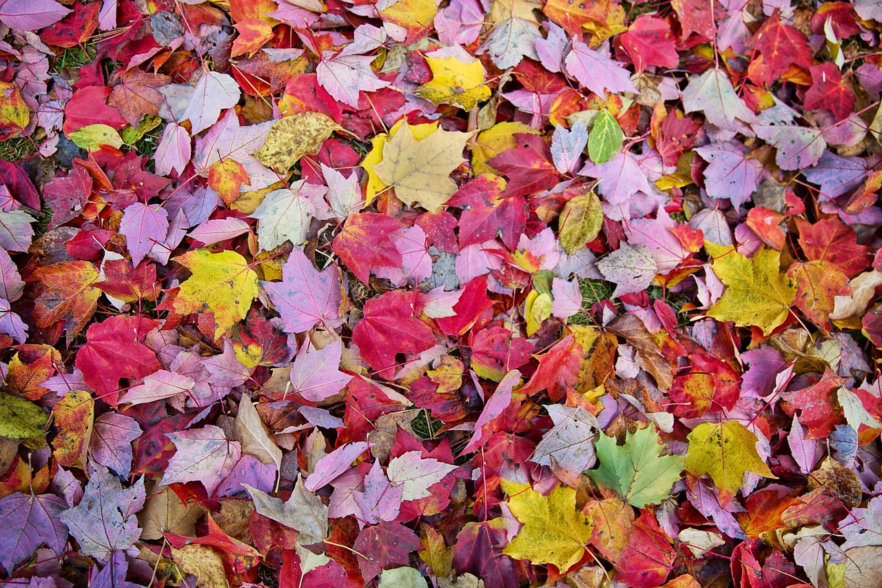 fall leaves  autumn  background free photo
