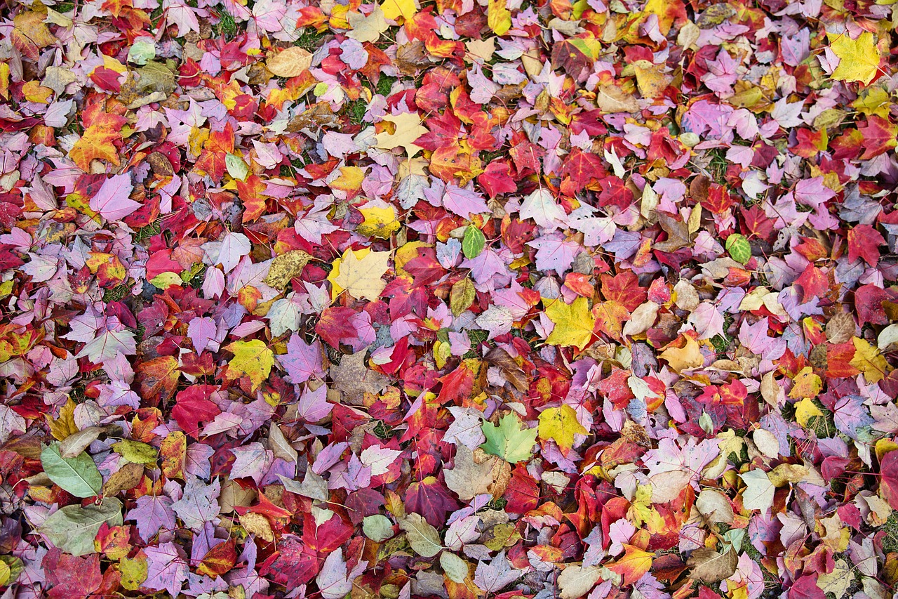 fall leaves  autumn  background free photo