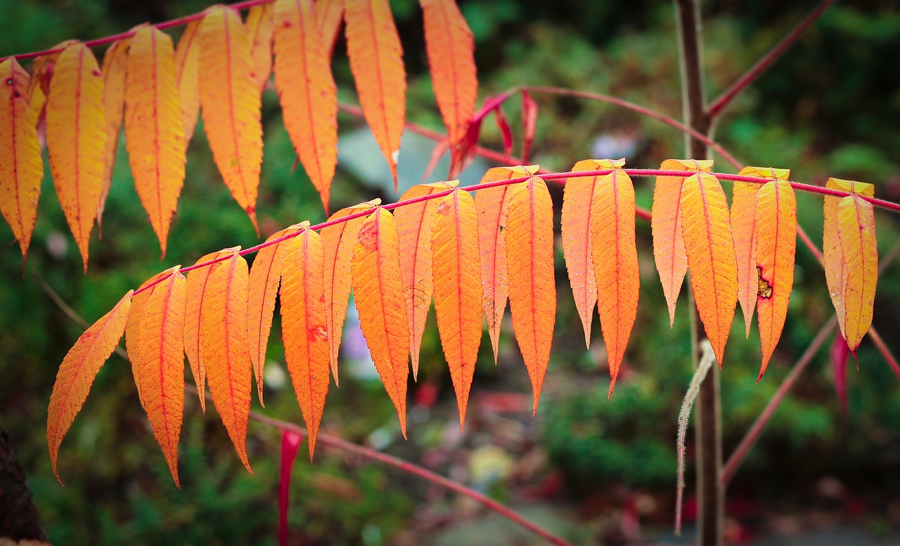 fall leaves orange leaves branch free photo