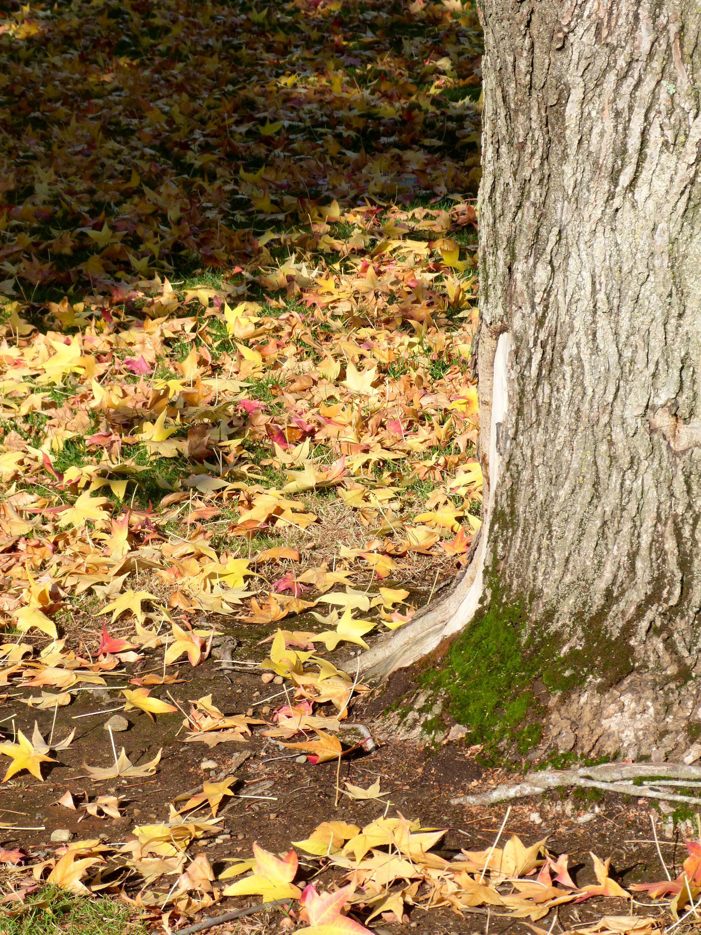 leaves tree fall free photo