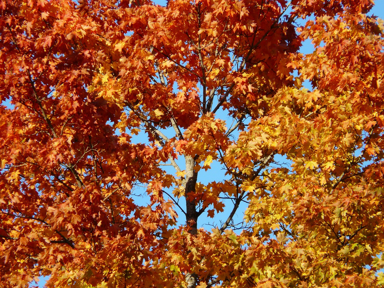 fall leaves tree maple free photo