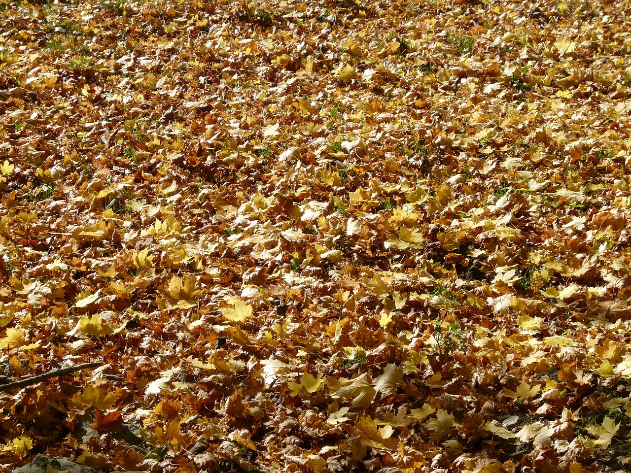 fall leaves leaves maple leaves free photo