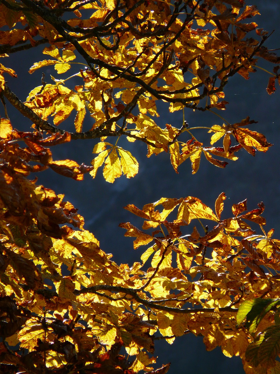 fall leaves gold autumn colours free photo