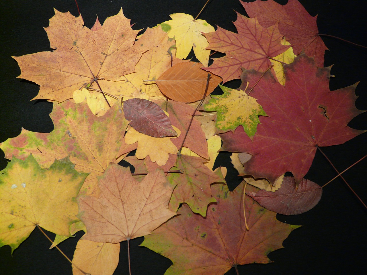 fall leaves pressed tinker free photo