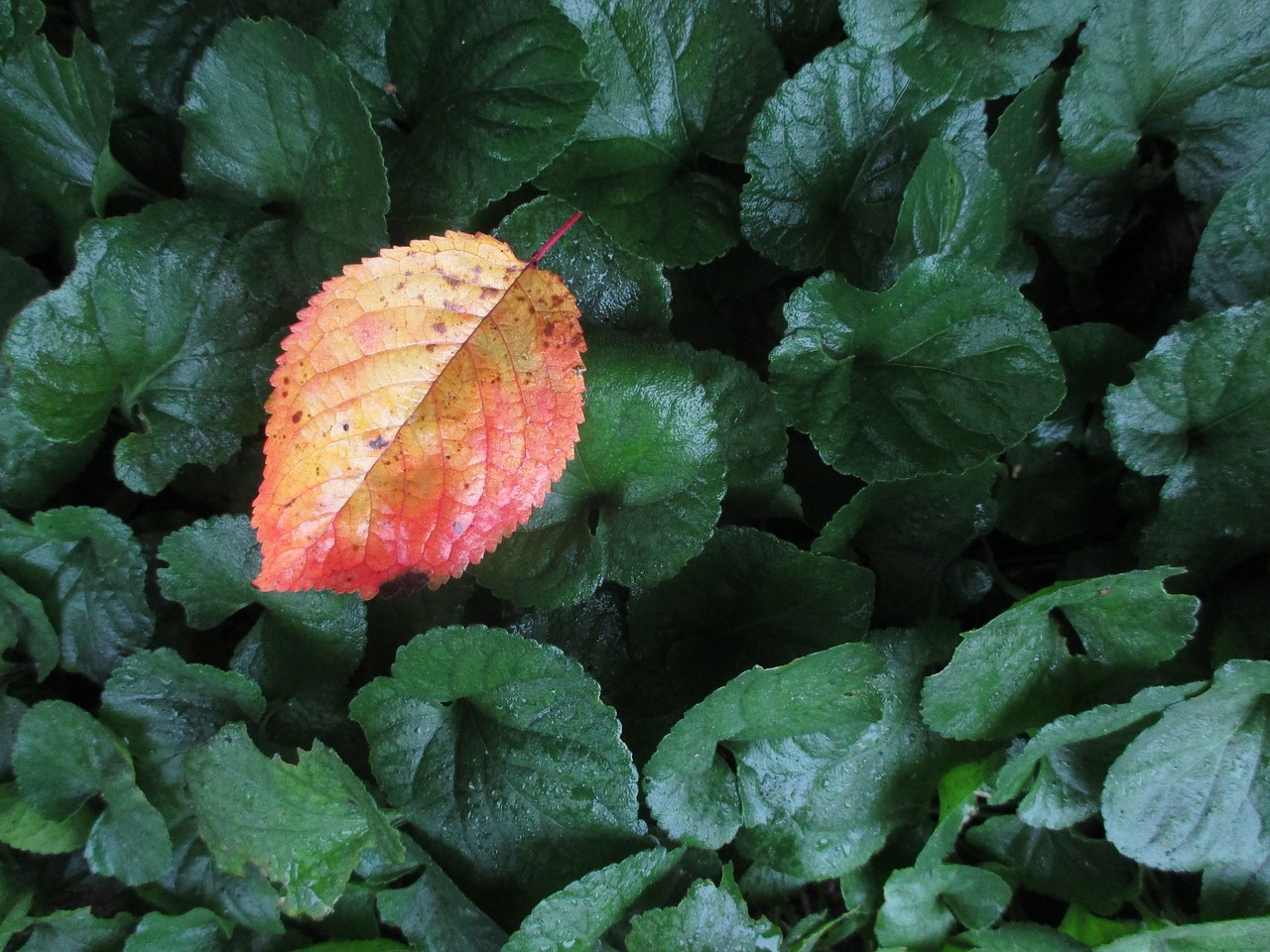 fall leaves autumn red free photo