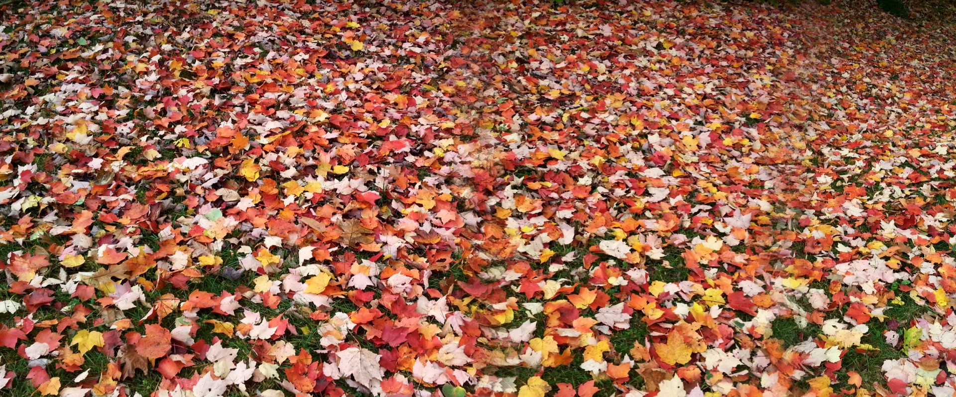 autumn background leaves free photo
