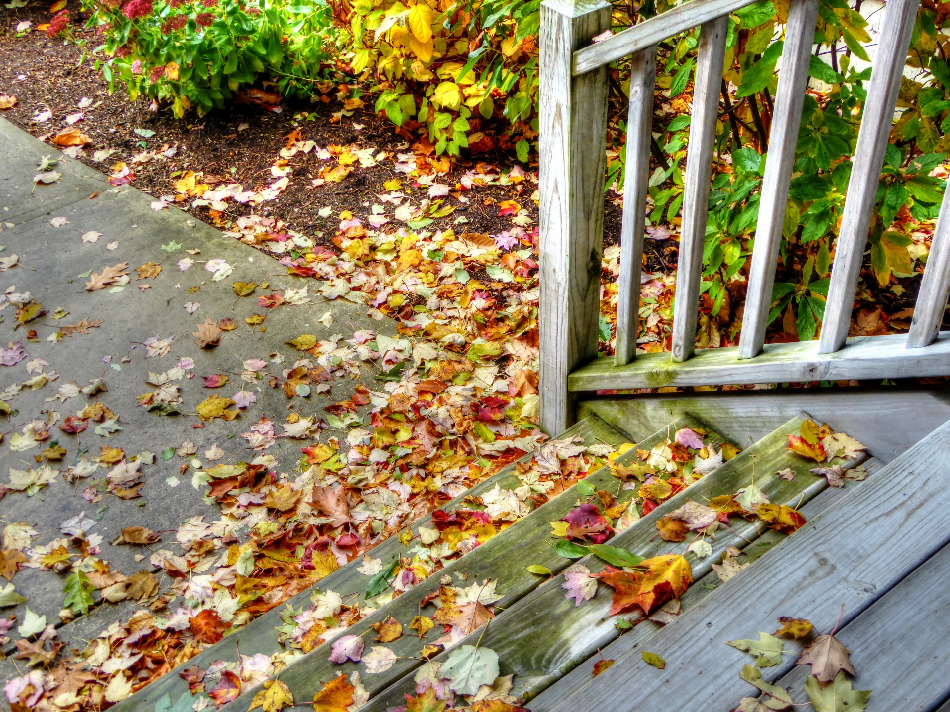 autumn fall step free photo