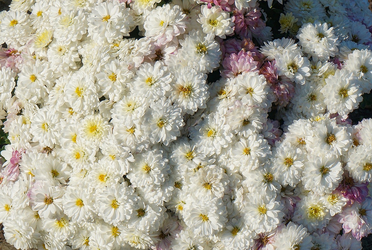 fall mums chrysanthemum flower free photo