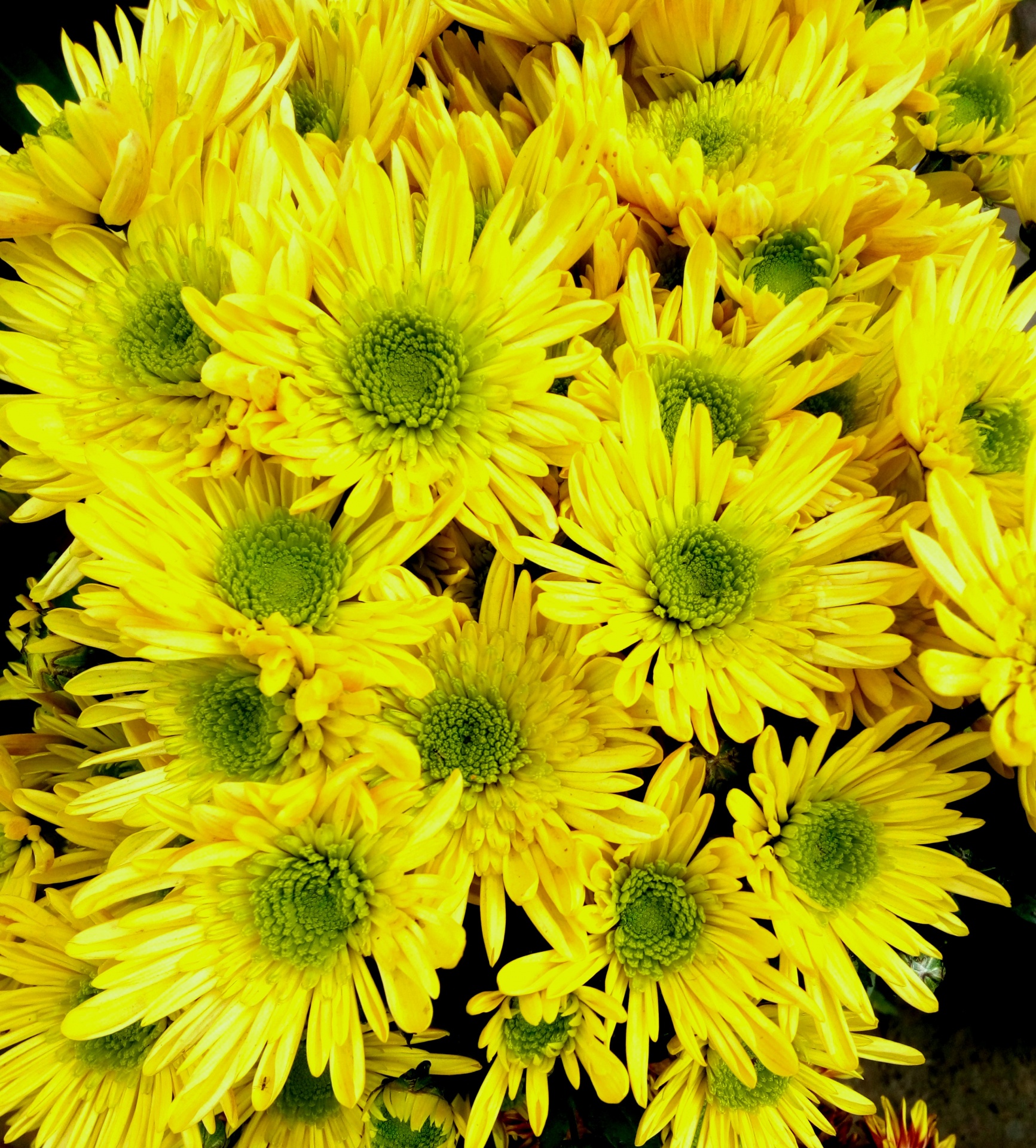flowers chrysanthemum fall free photo