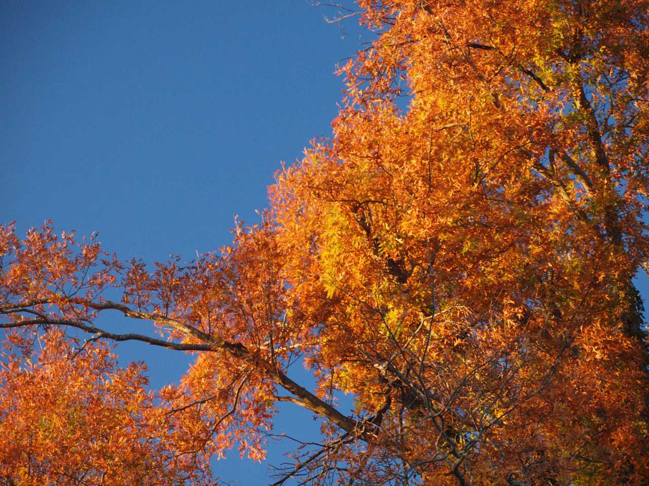 oak tree fall free photo