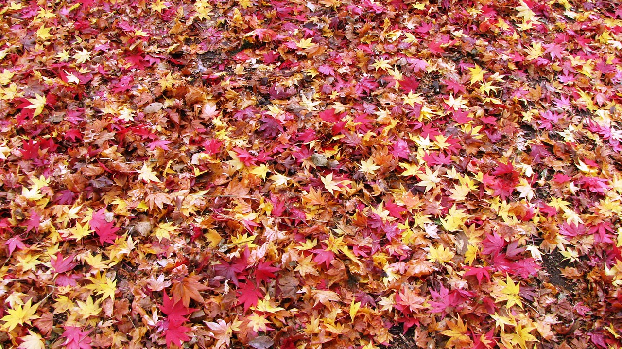 fallen leaves fall of japan maple rugs free photo