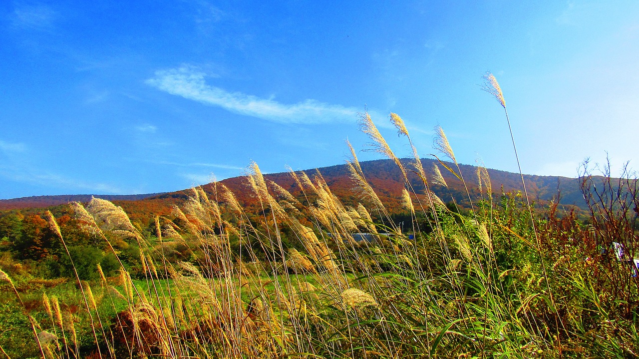 fall of japan blue sky landscape free photo