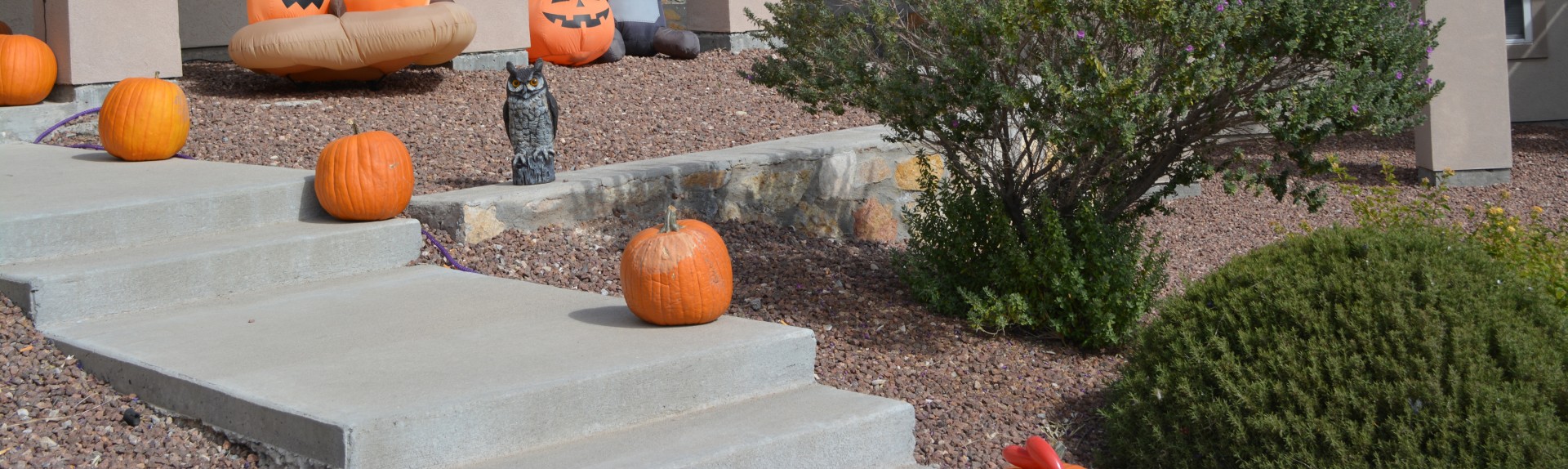 fall pumpkin autumn free photo