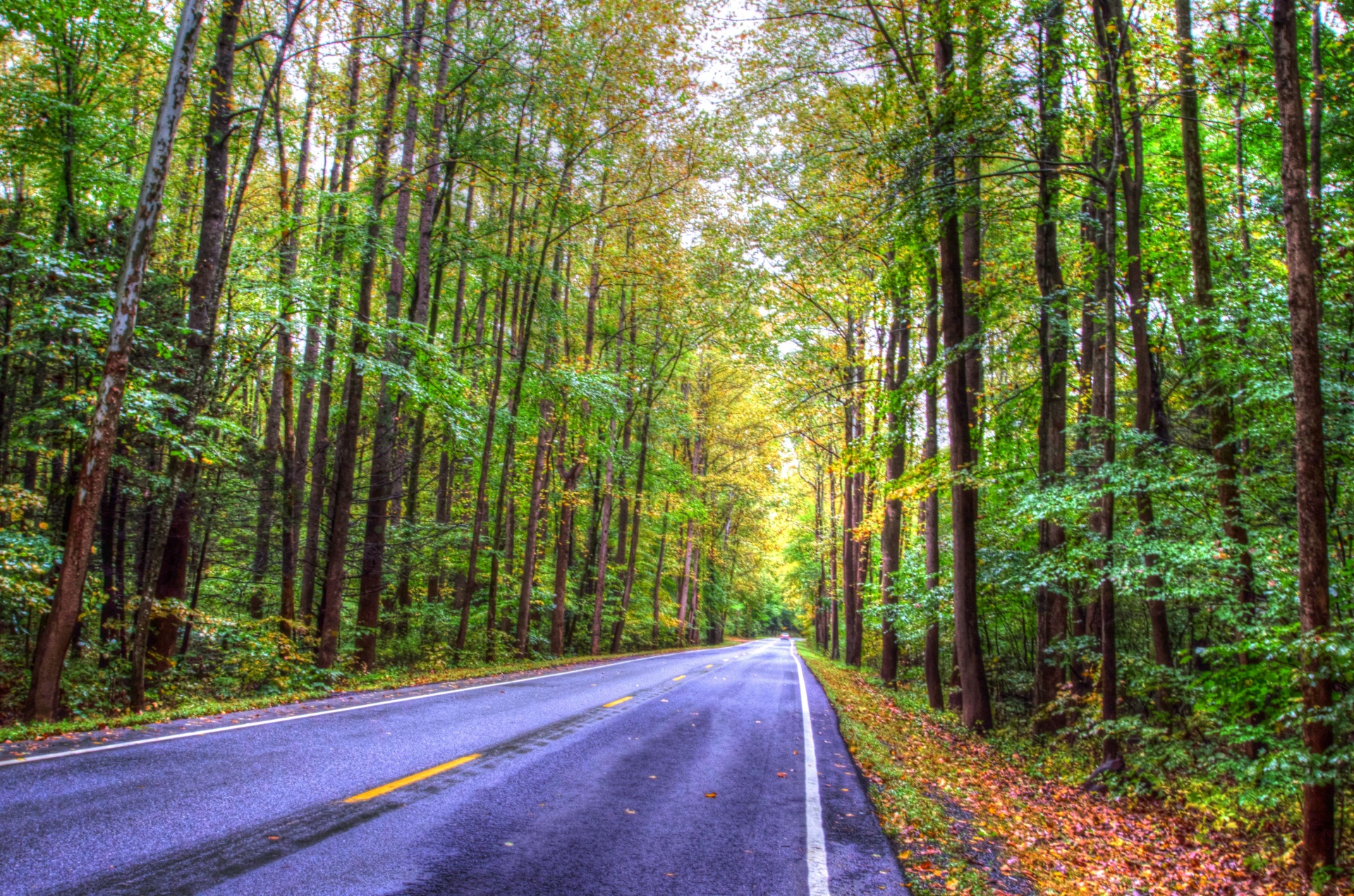 forest road leaves free photo