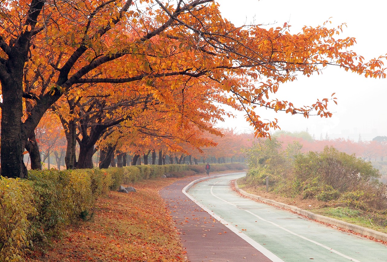 fall road in autumn fall trail free photo