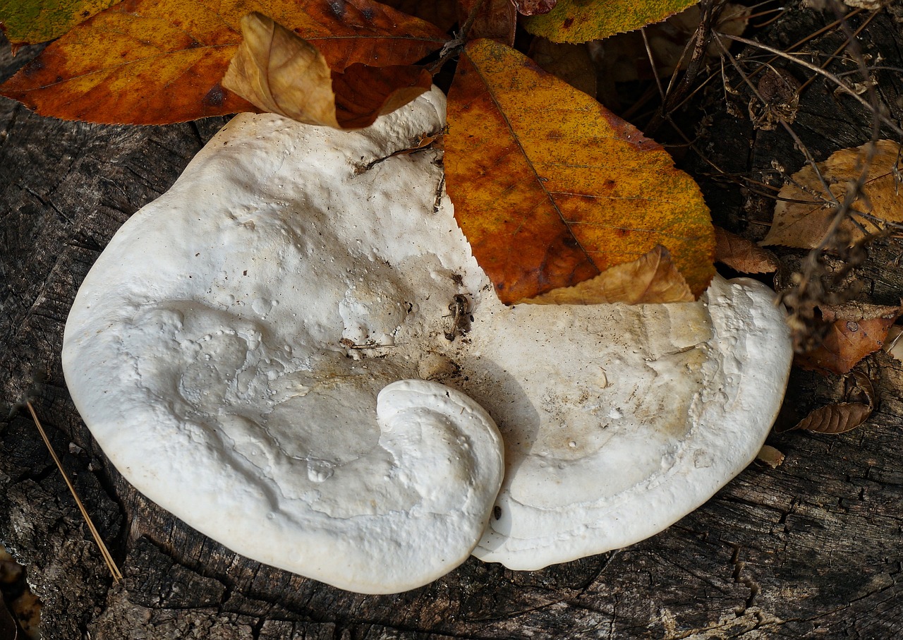 fall shelf fungus on tree fungus fungi free photo