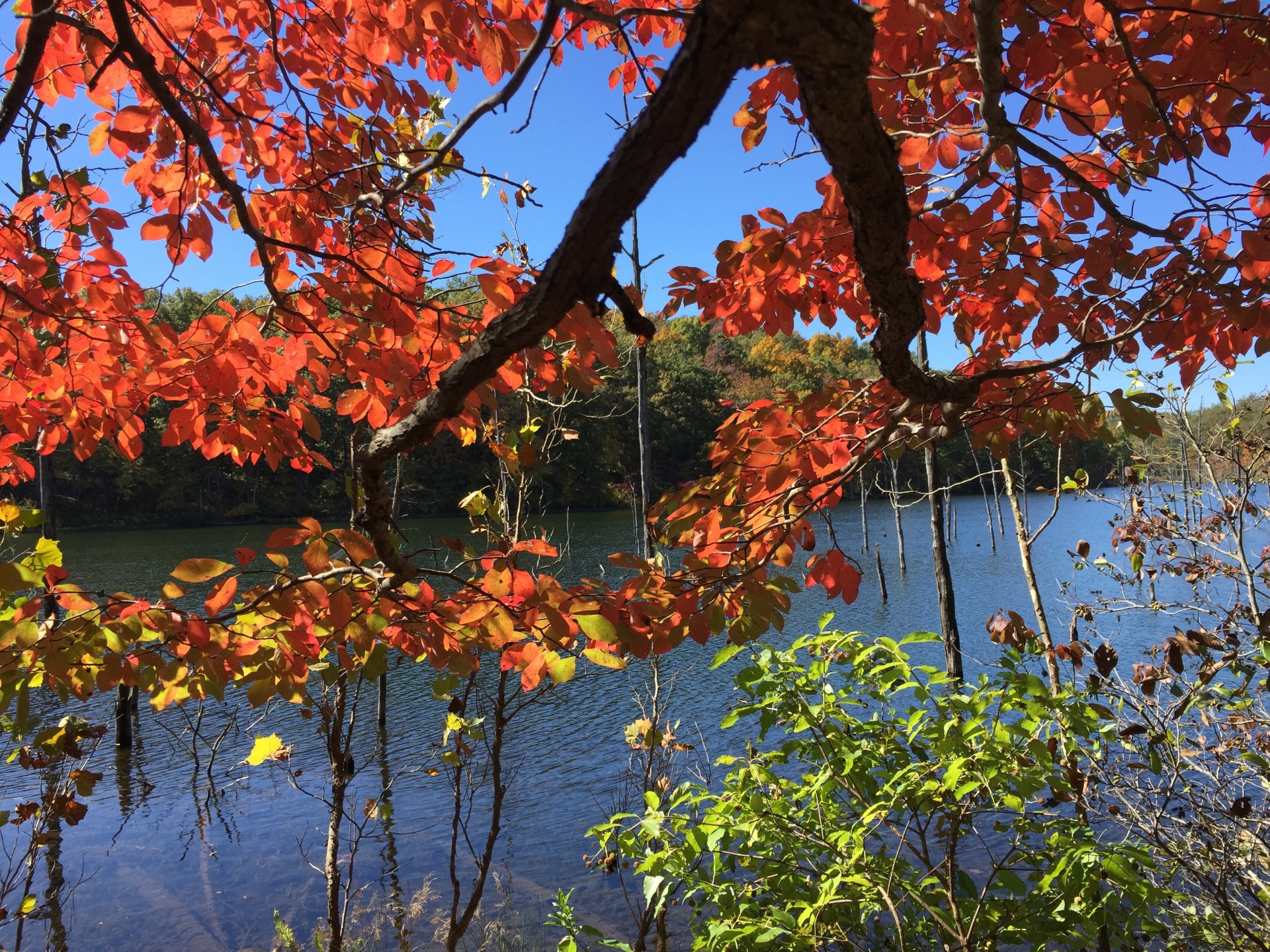 fall leaves lake free photo