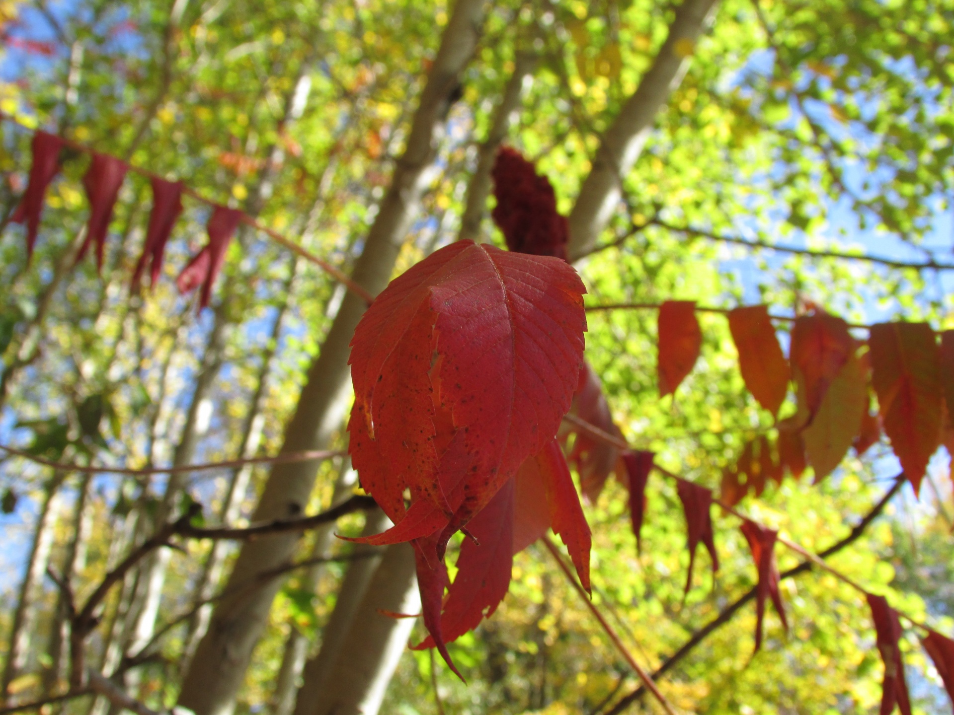 fall foliage sumac free photo
