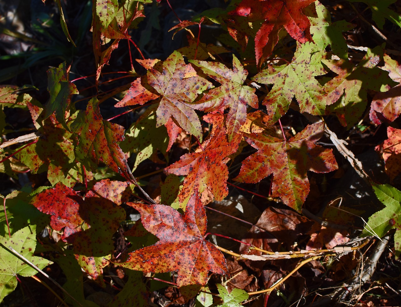 fall sweetgum leaves foliage leaves free photo