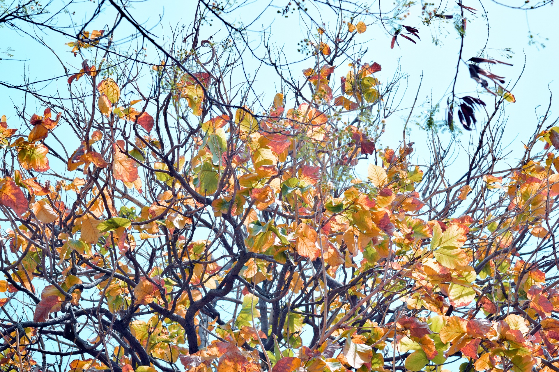 tree fall autumn free photo