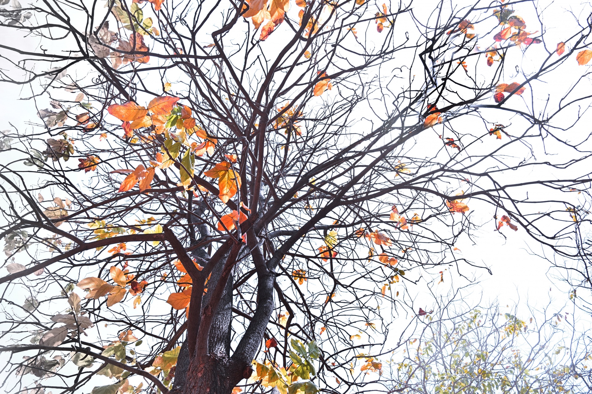 tree fall autumn free photo