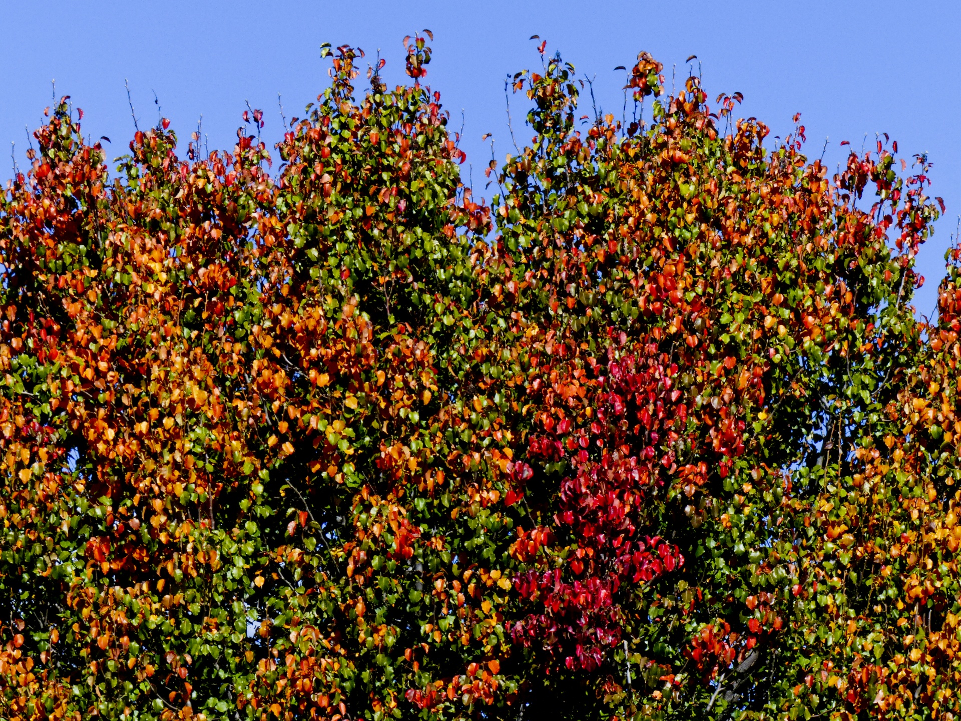 fall color leaves free photo