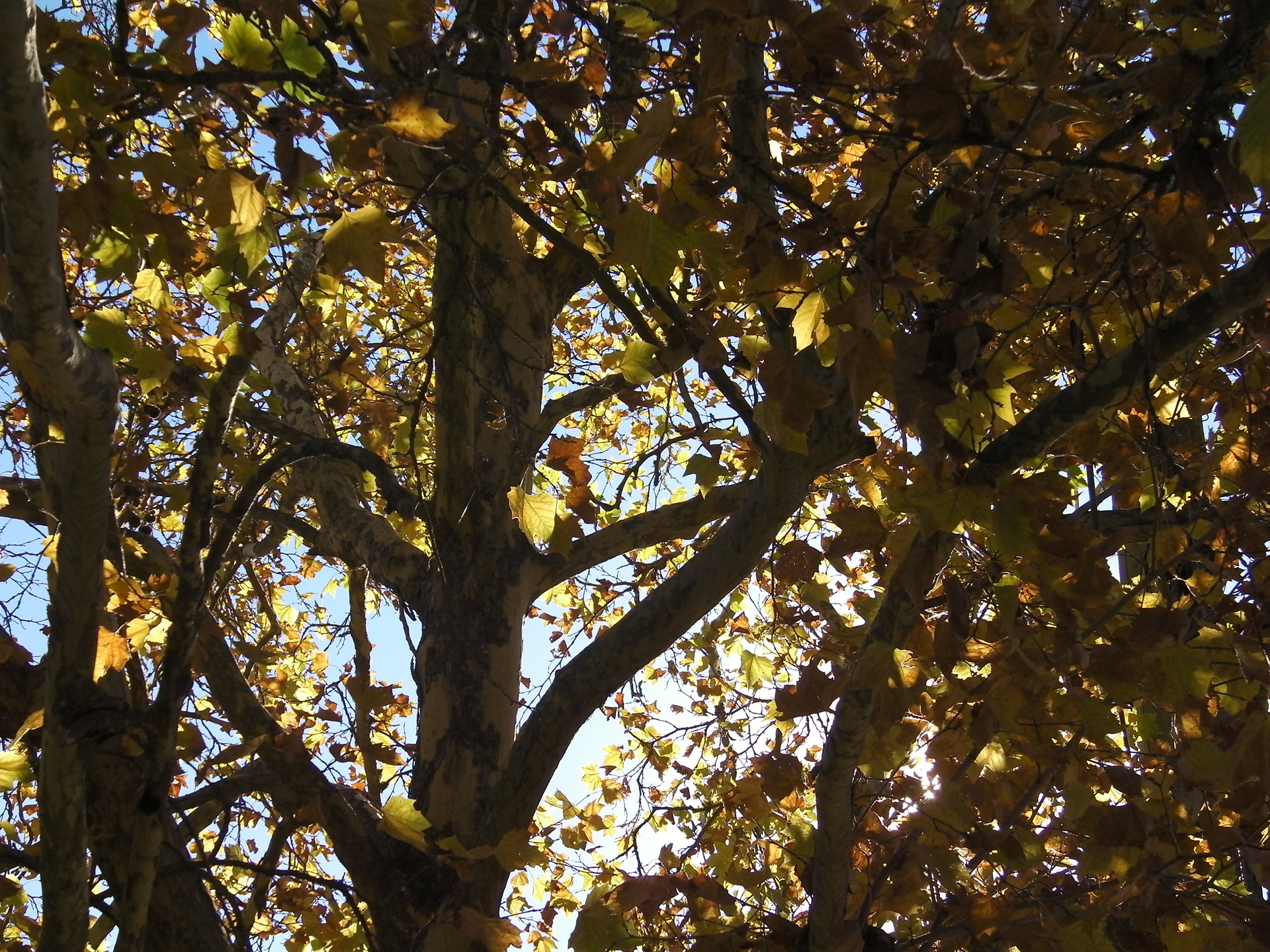 tree leaves yellow free photo