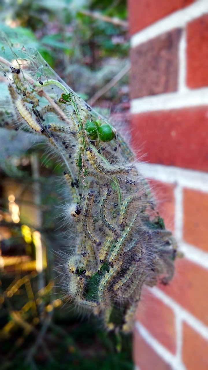 fall webworm web worms webbed nest free photo